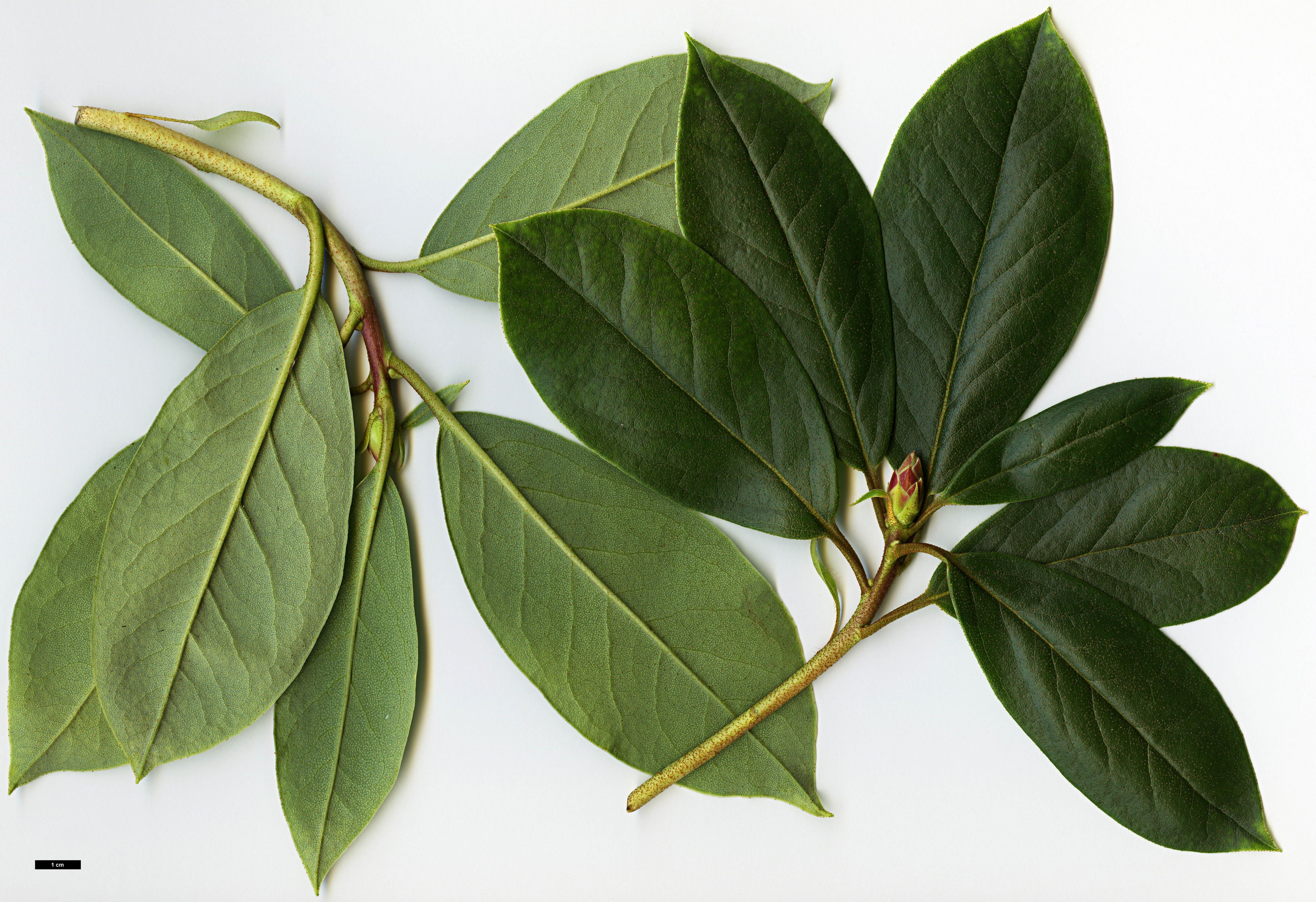 High resolution image: Family: Ericaceae - Genus: Rhododendron - Taxon: pachypodum